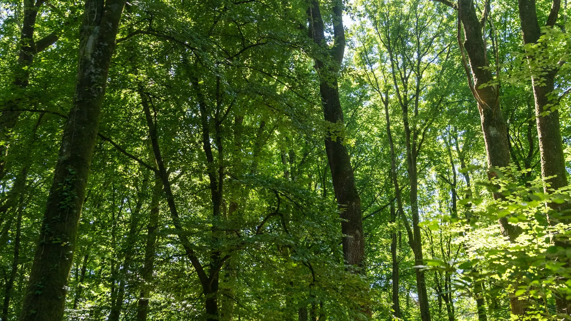 Forêt Corbière ©Vitré Communauté - Mathieu Le Gall