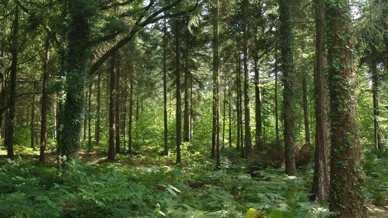 Forêt de Montfort sur Meu