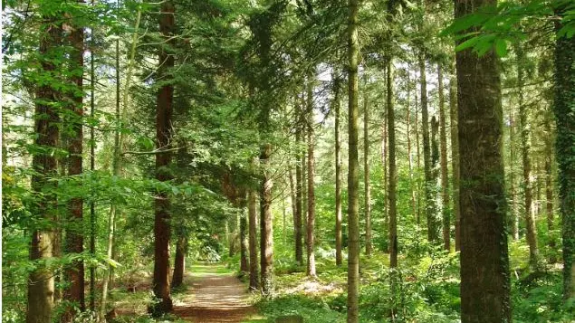Forêt de Montfort-sur-Meu Petite Cité de Caractère Bretagne Brocéliande ©office de tourisme Lac de Trémelin