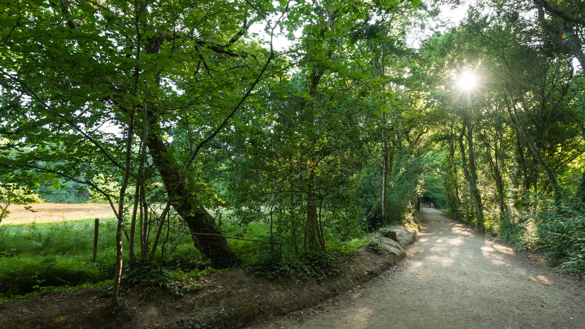 Le bois de Penfoulic