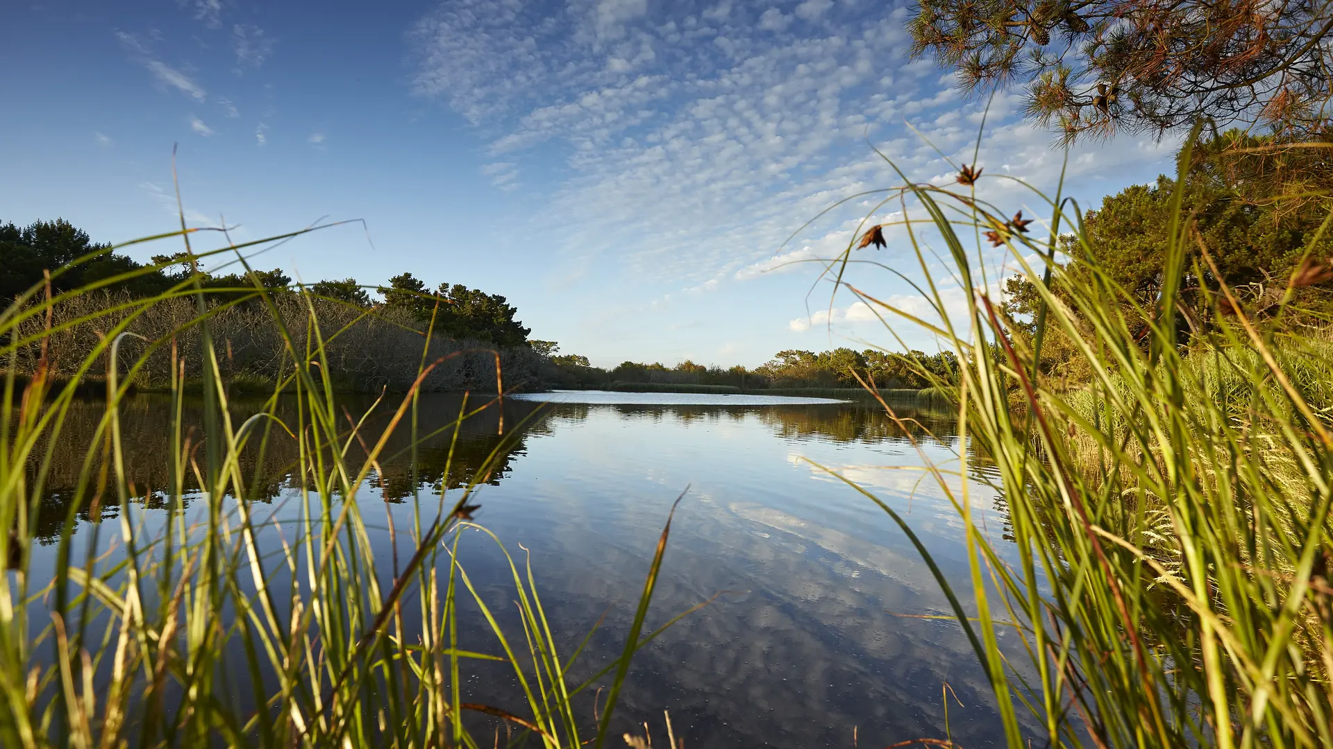 Le marais de Mousterlin