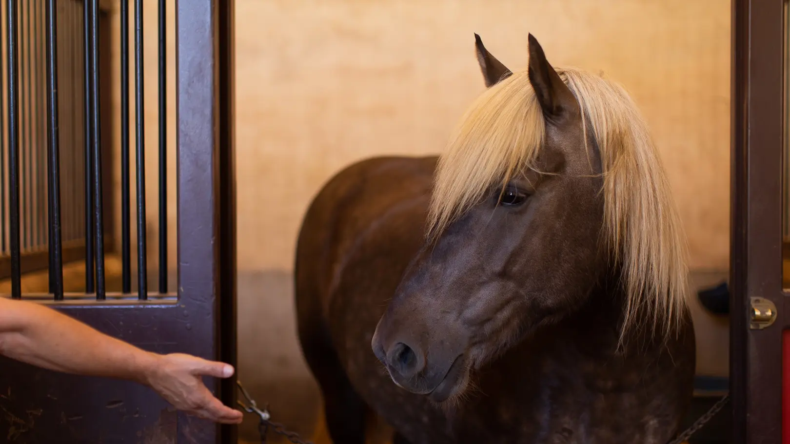 Haras National Hennebont©QAPTUR