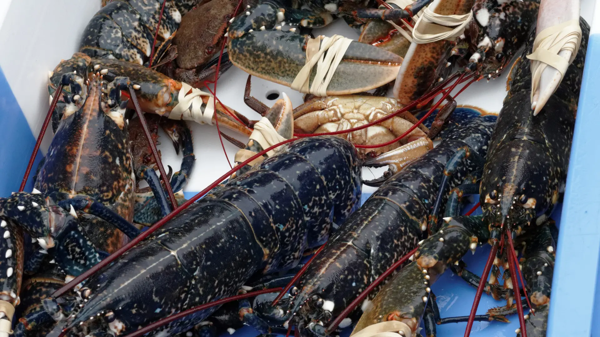 Homards bleus bretons