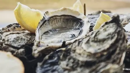 Huitres marché