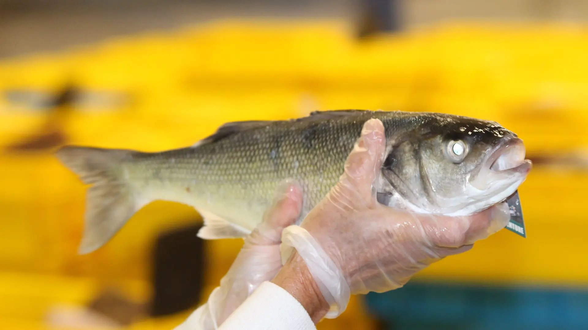 Visite guidée de la criée
