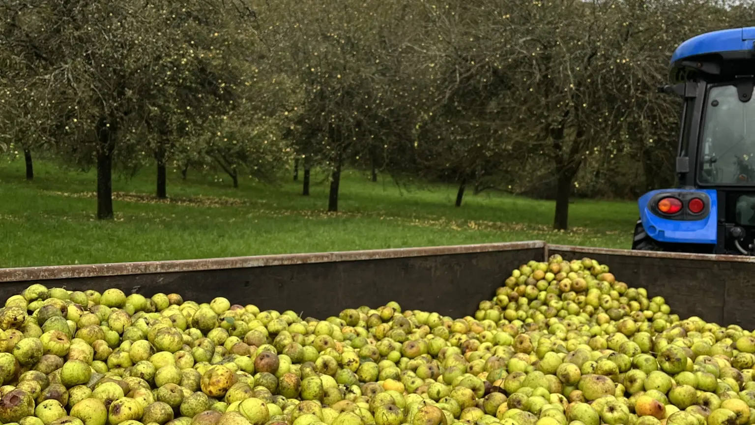 Récolte - cidre Séhédic