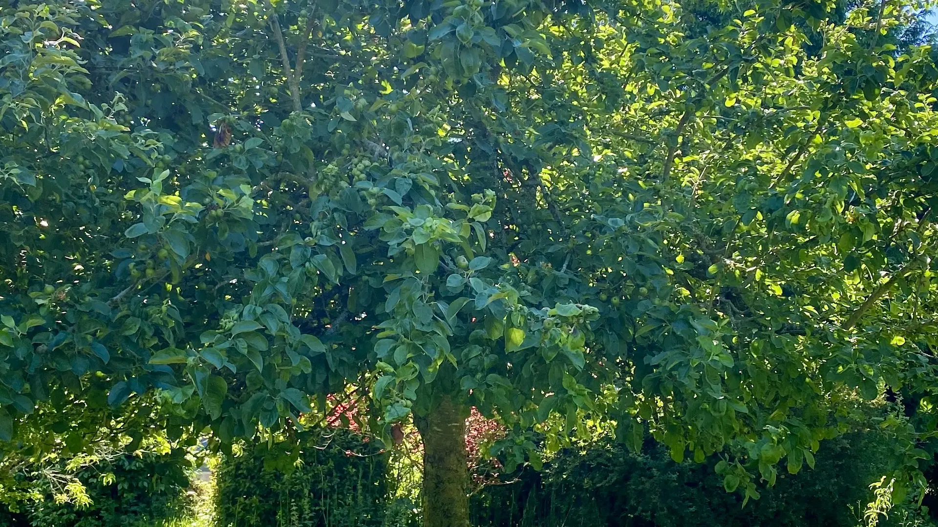 Mammenn distillerie - Pouldreuzic - Pays Bigouden