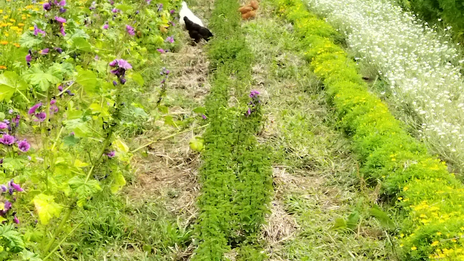 L'arpente - Plogastel Saint Germain - Pays Bigouden