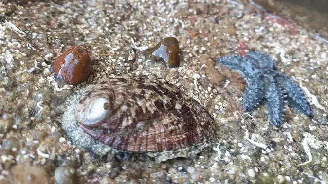 Sorties nature - Océonico - Pays Bigouden - Bigoudenjoy