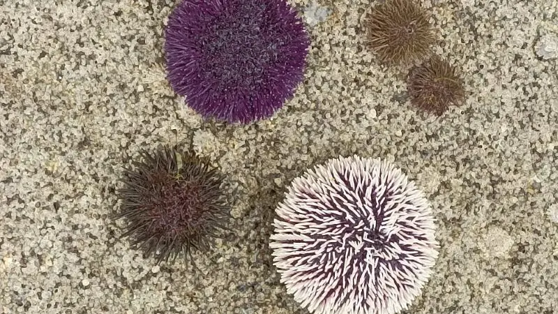 Sorties nature - Océonico - Pays Bigouden - Bigoudenjoy