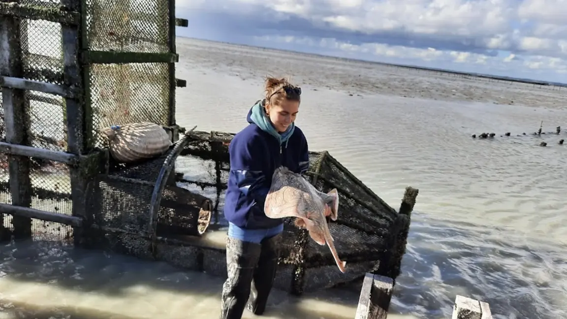 Relève pêcherie baie du mont St Michel
