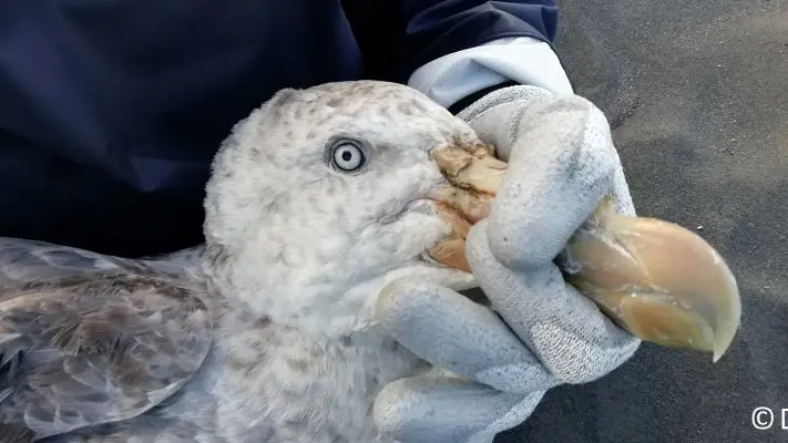 Festival Photo du Guilvinec - La mer en partage - Pays Bigouden  -  Bigoudenjoy