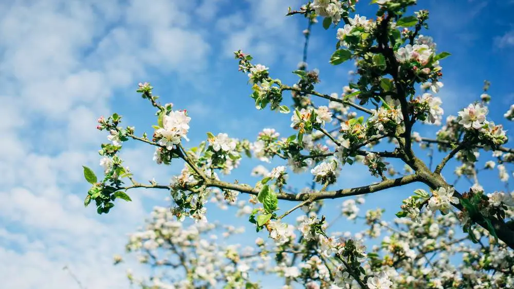 Verger en fleurs - Kerné