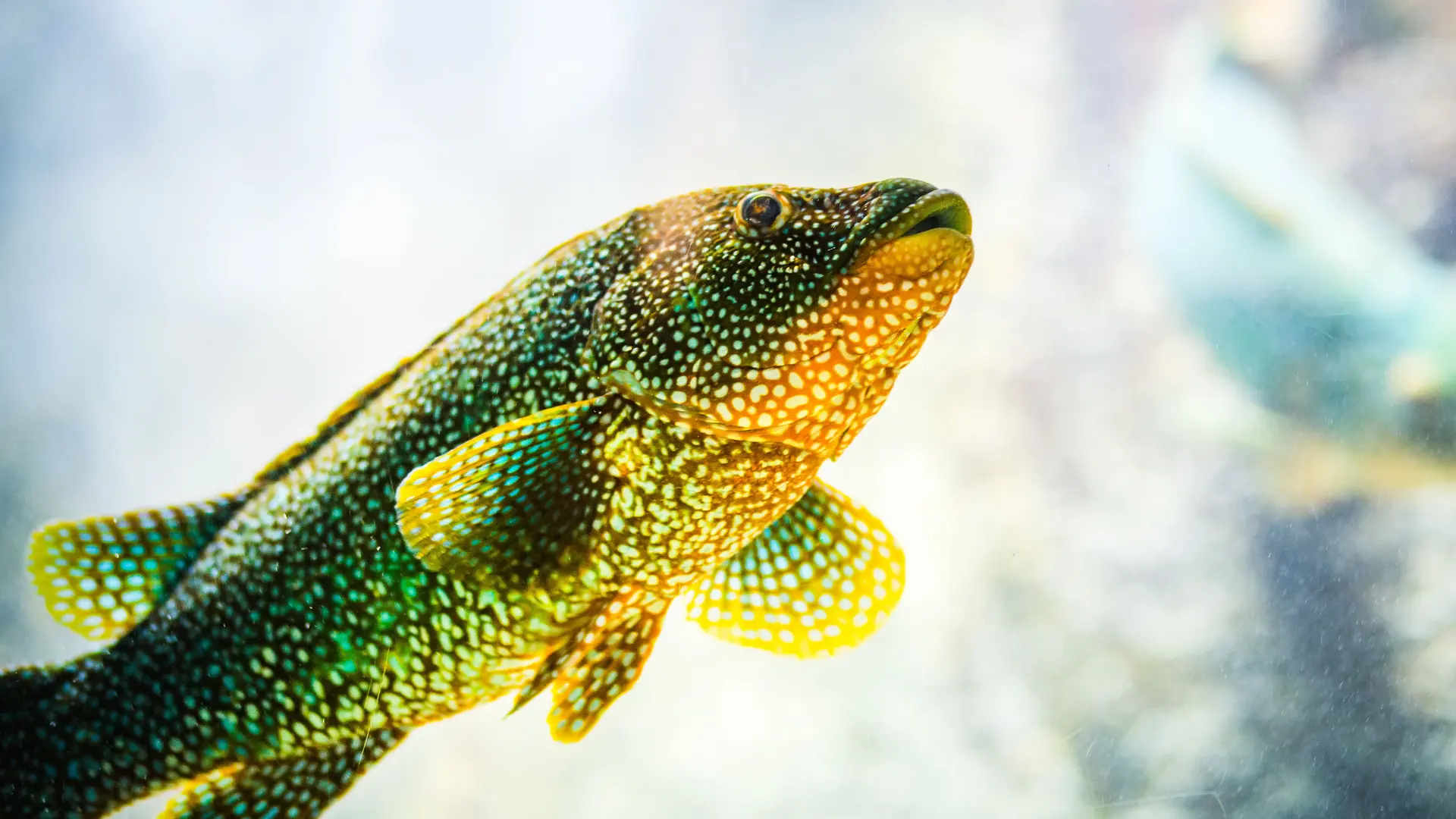 L'Oeil de Paco - Aquarium de Trégastel - LTC (116)