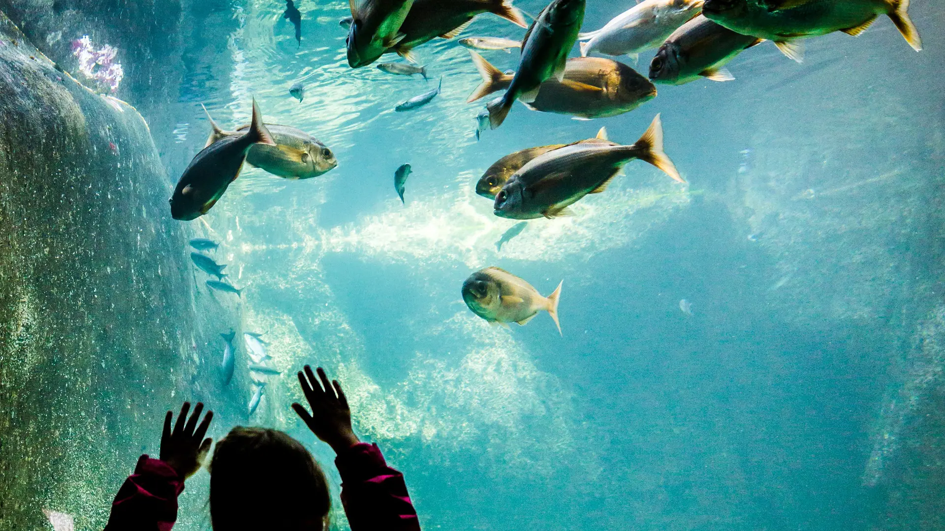 L'Oeil de Paco - Aquarium de Trégastel - LTC (98)