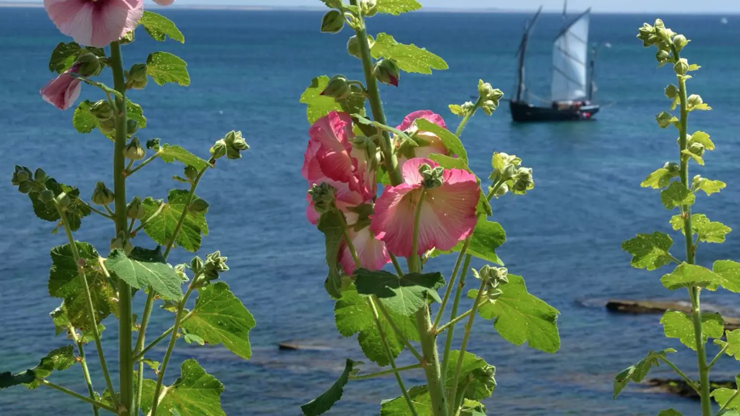 Croisière maritime - Concarneau - Voilier Corentin - Lougre - 5