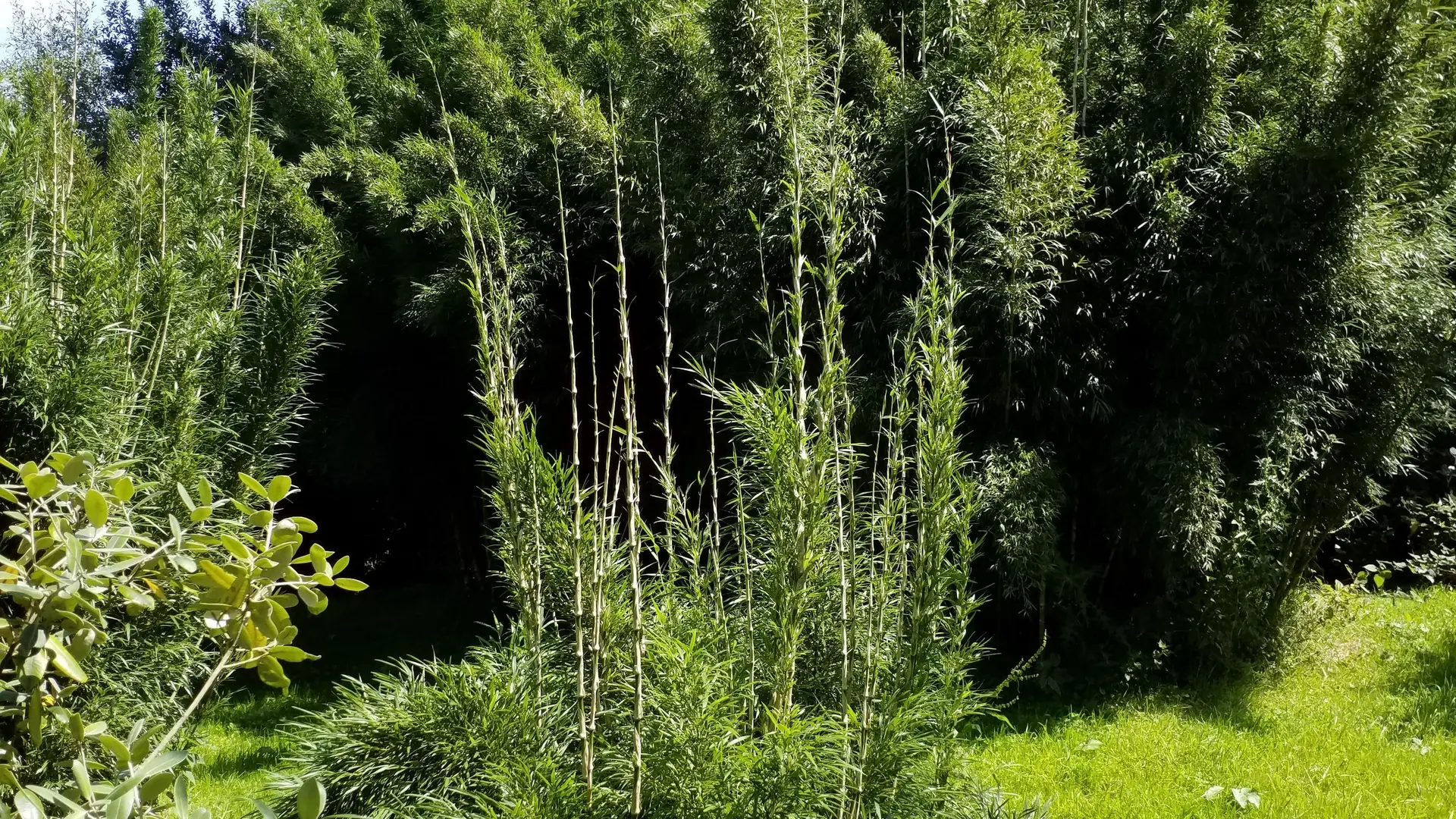 La Vallée des Bambous à Plougonver