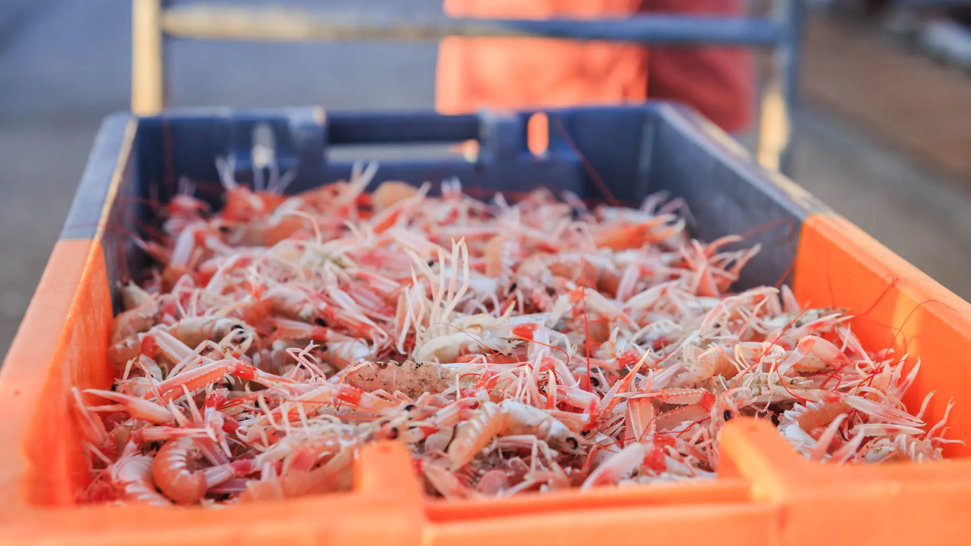 Retour de pêche - Guilvinec - Pays Bigouden
