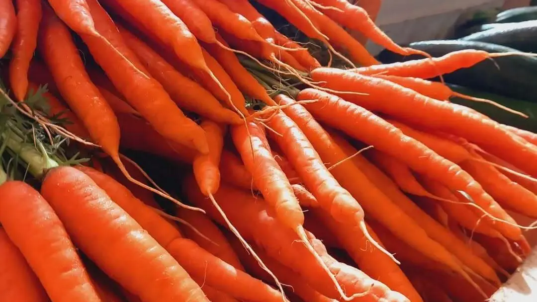 Les carottes de Dolmen & Potager