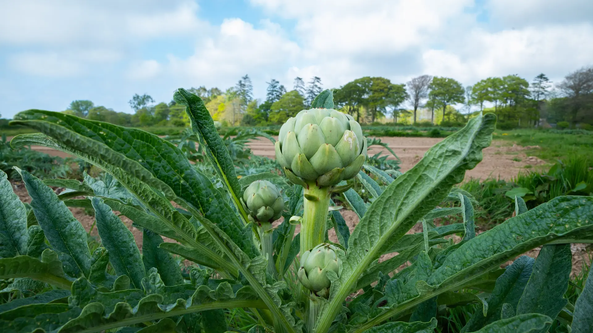 Les artichauts de Dolmen & Potager