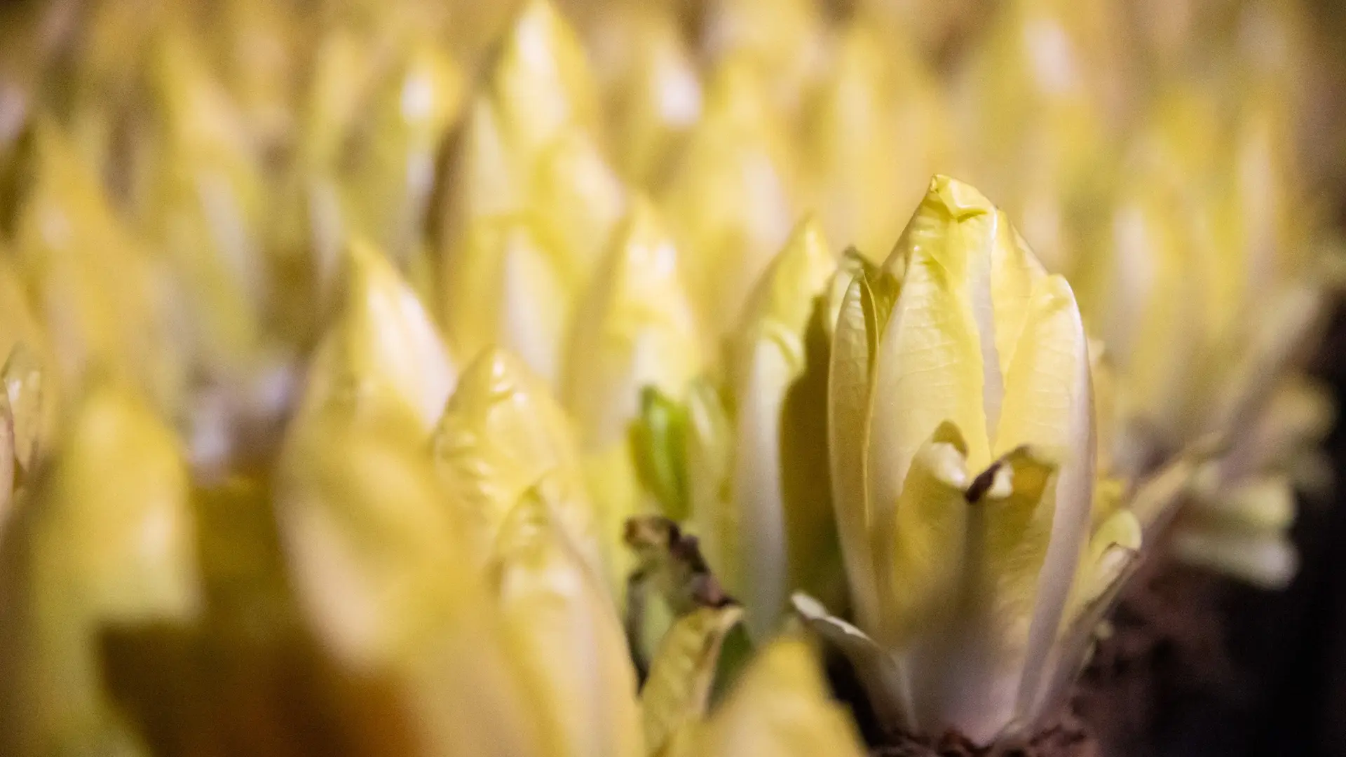 Les endives à Dolmen & Potager