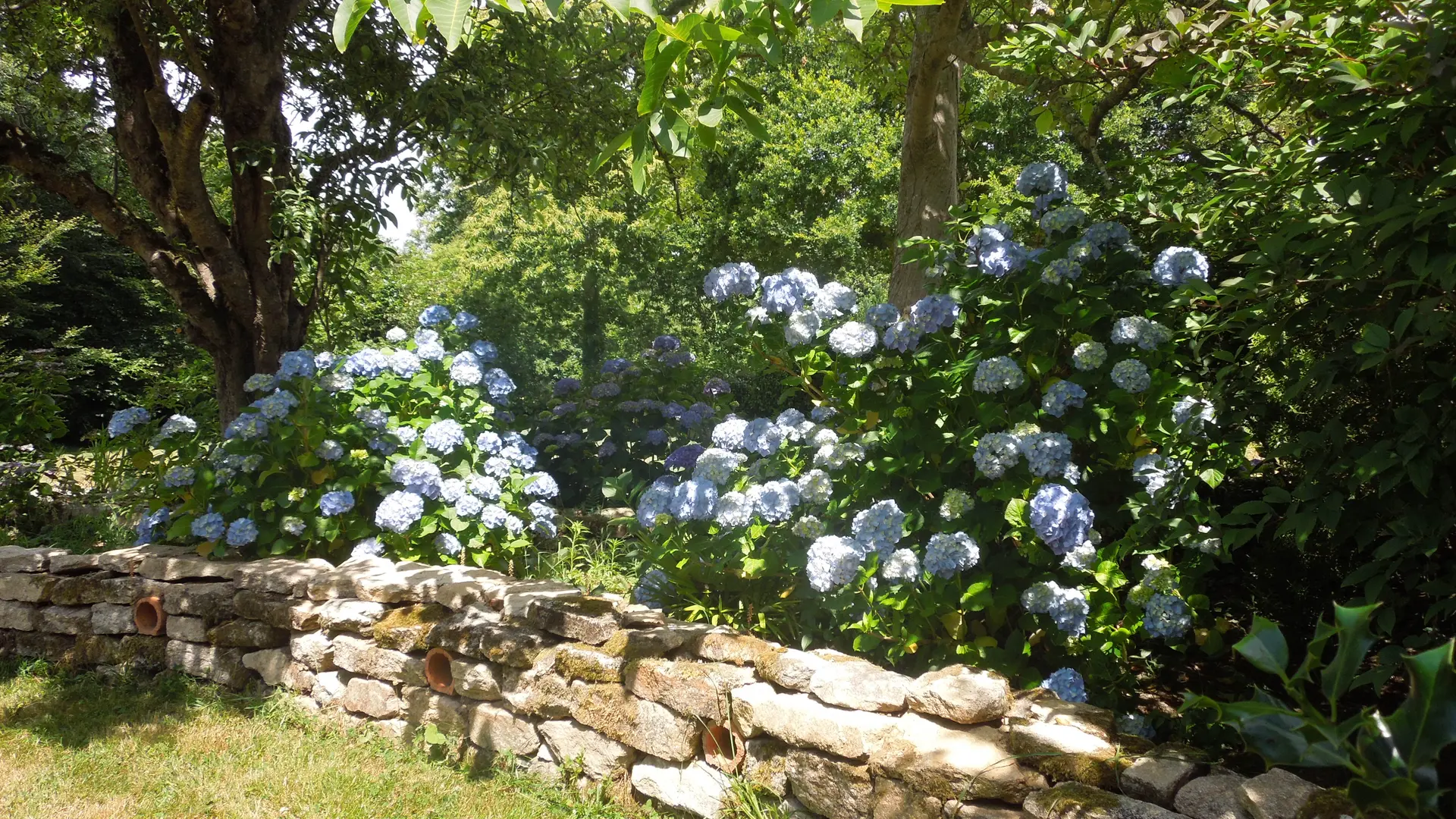 Les hortensias bleus dans le jardin