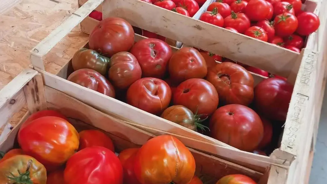 Les tomates à Dolmen & Potager