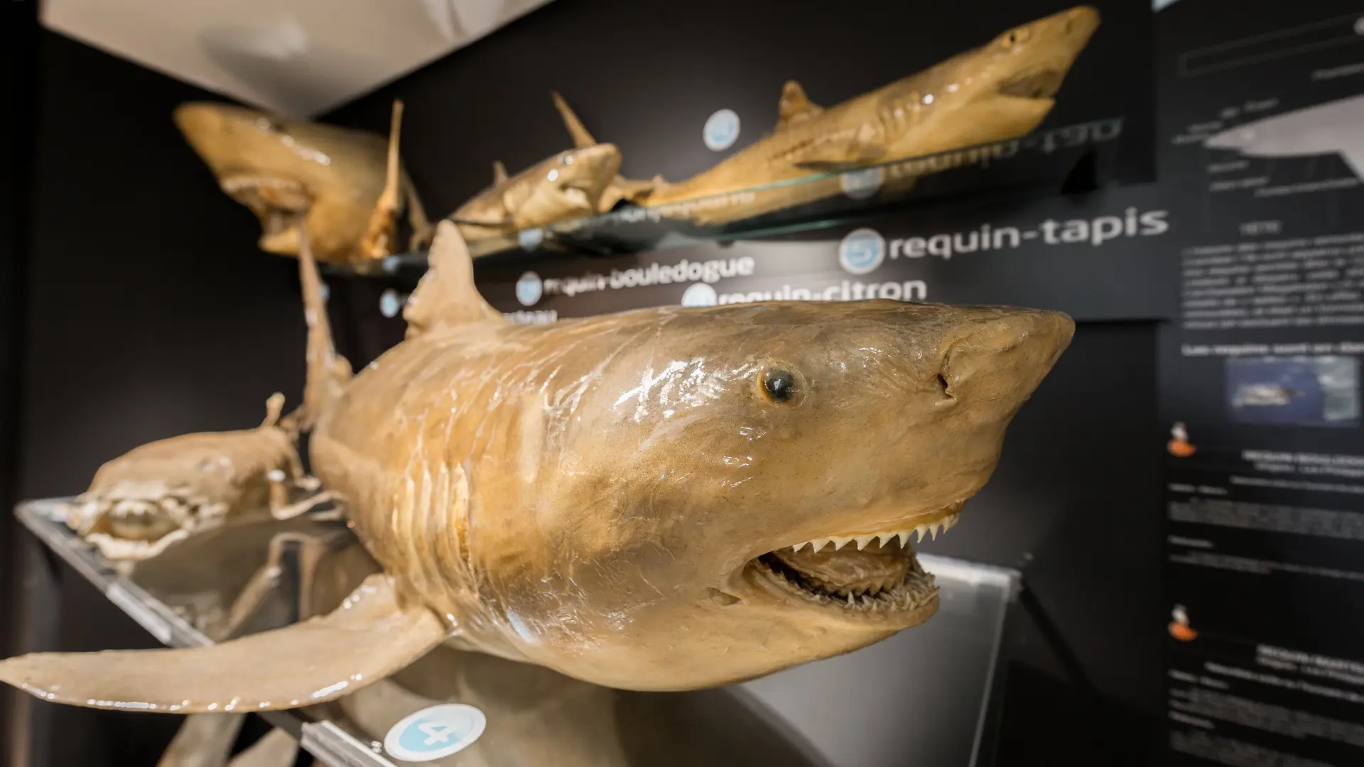 MUSEE DE L'AMIRAL les requins