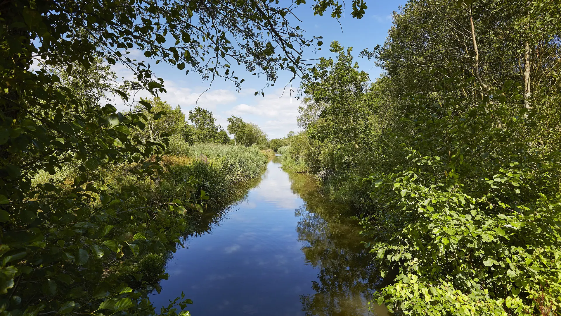 Marais de Mousterlin