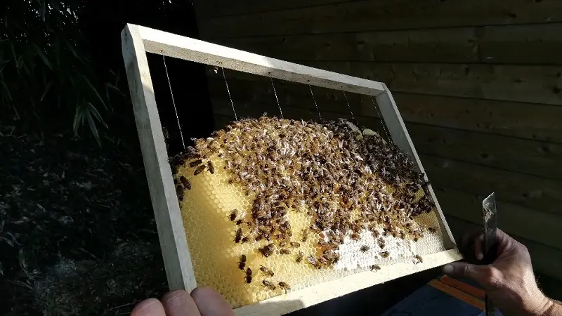 Miellerie - plogastel st germain