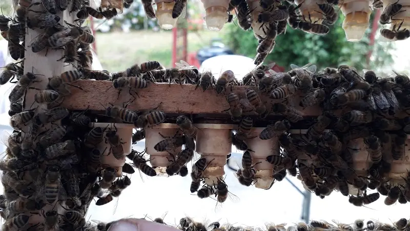 Miellerie Plogastel st germain