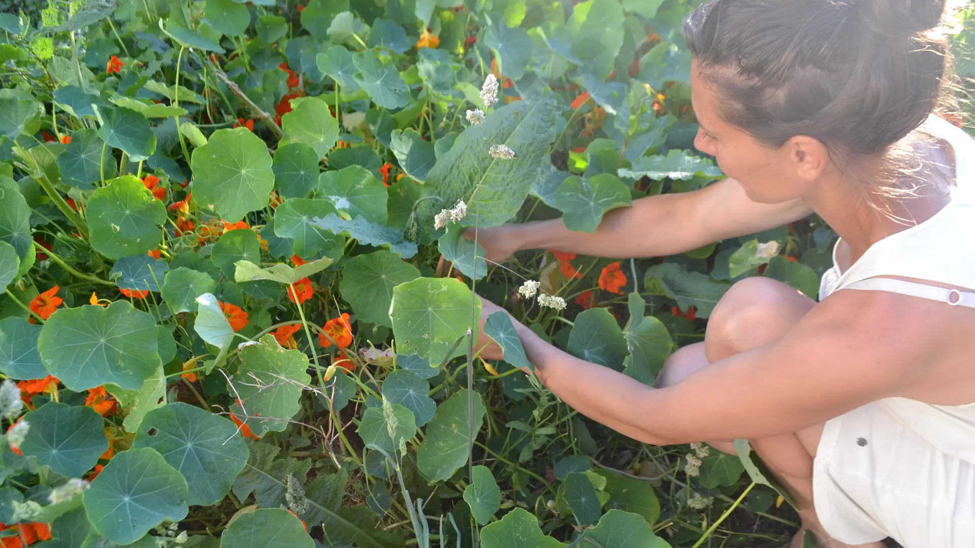 Distillerie Moby Dick à Plogoff