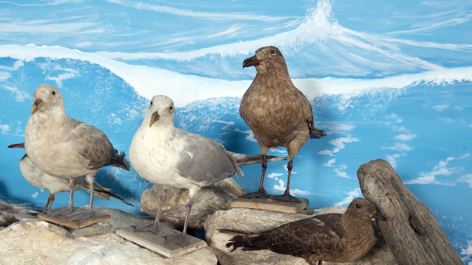 Musée de l'Amiral - Pouldreuzic - Pays Bigouden