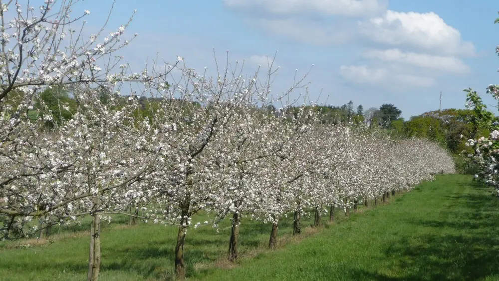 Cidrerie Paul Coïc à Plonéis