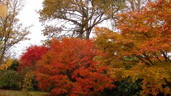 Parc Botanique de Cornouaille et musée des minéraux