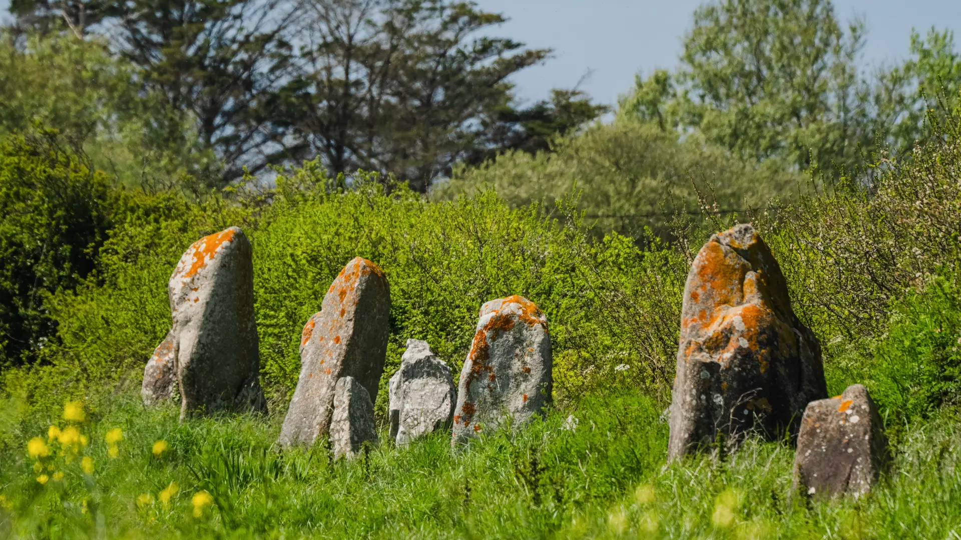 Penmarc'h - alignements madeleine - mégalithes - printemps - avril 2025 - Thibault Poriel (2)