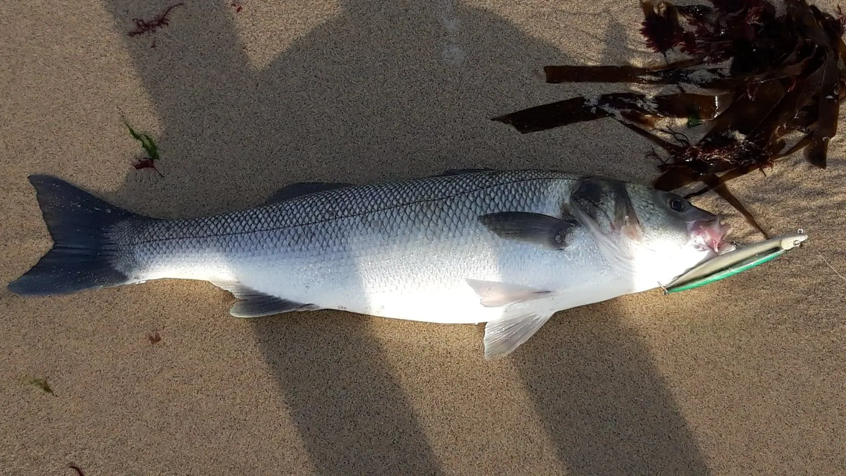 Pêche Rando Bar, pêche depuis le littoral