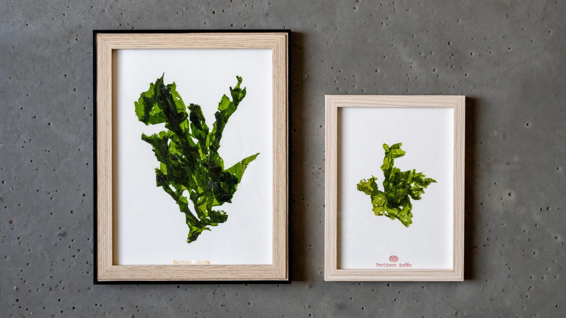 Photo 5 Herbiers Iodés