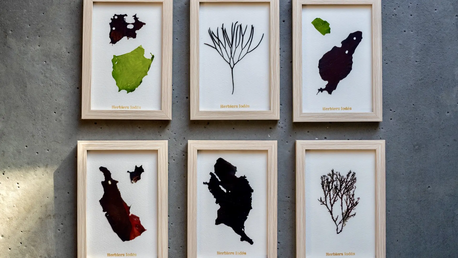 Photo 8 Herbiers iodés