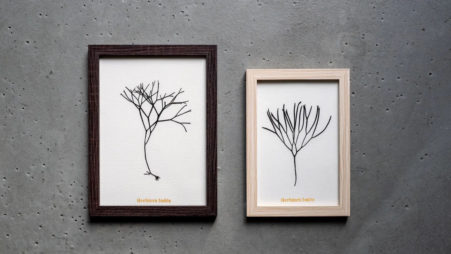 Photo 9 Herbiers Iodés