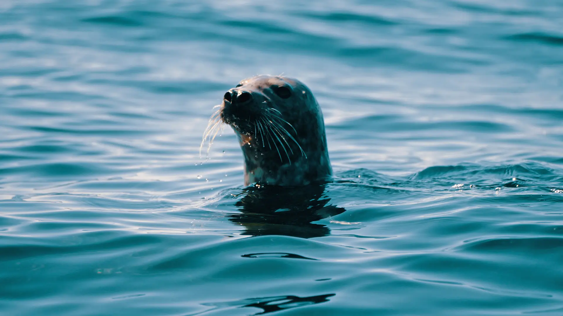 Phoques - Chim'air (1)