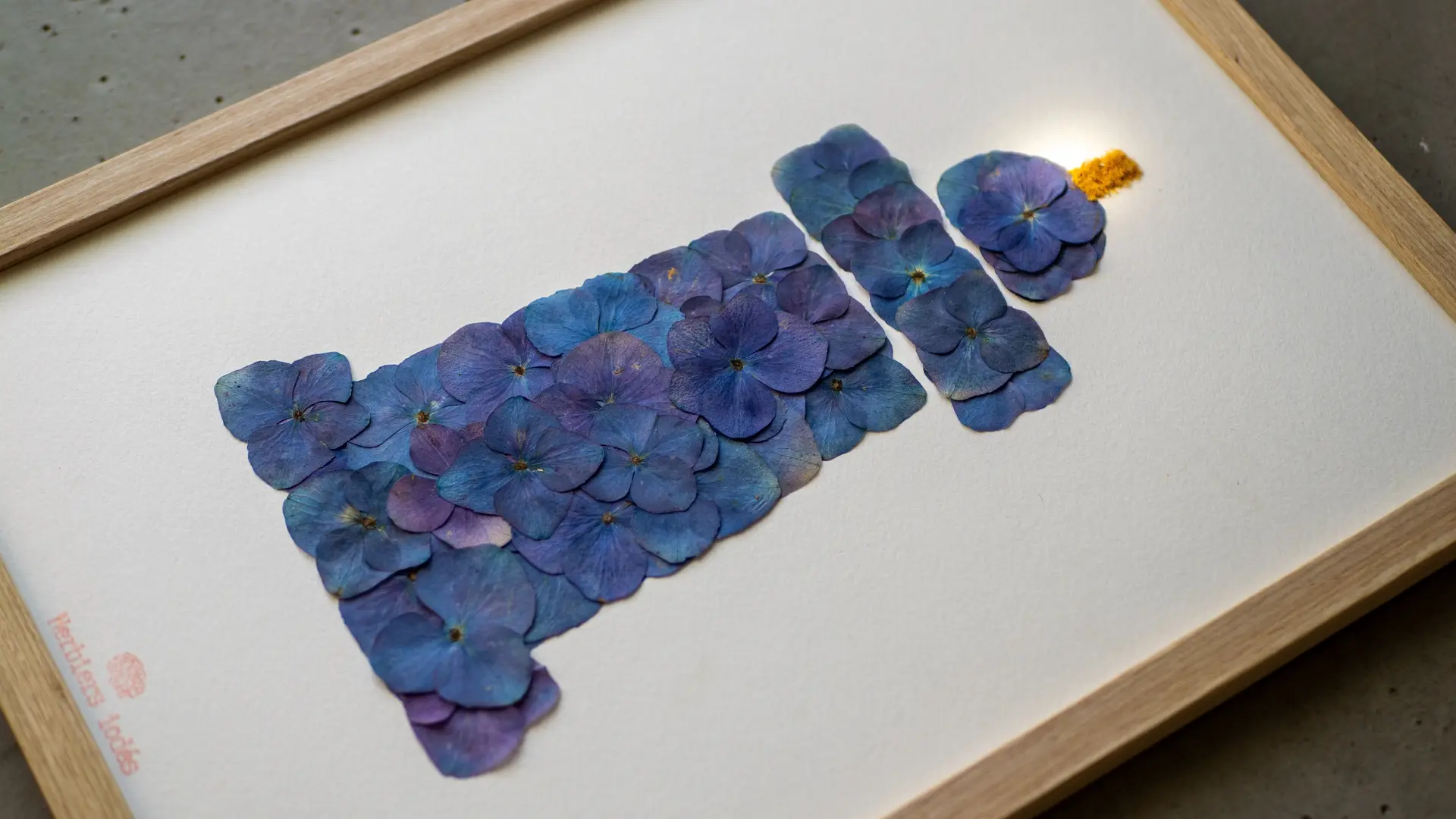 Phare Breton - Herbiers d'hortensias