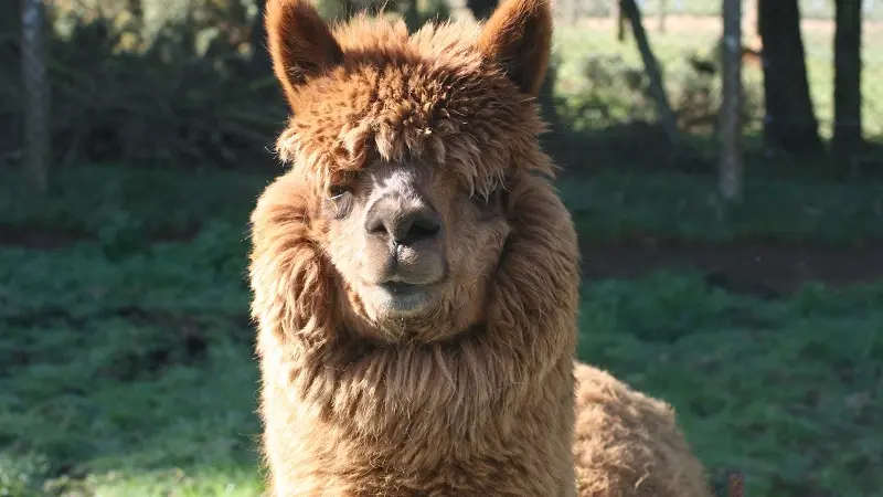 Parc de la pommeraie - Peumerit - Pays Bigouden - Bigoudenjoy