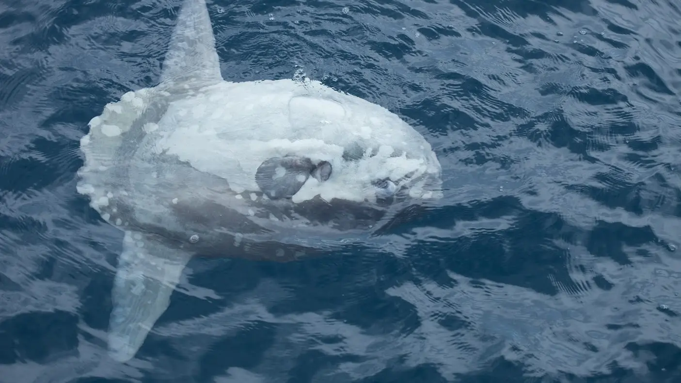 Faune Océan - Poisson-lune