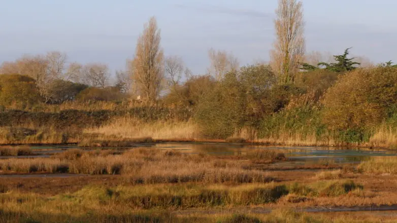 Polder de Combrit - Pays Bigouden - Bigoudenjoy