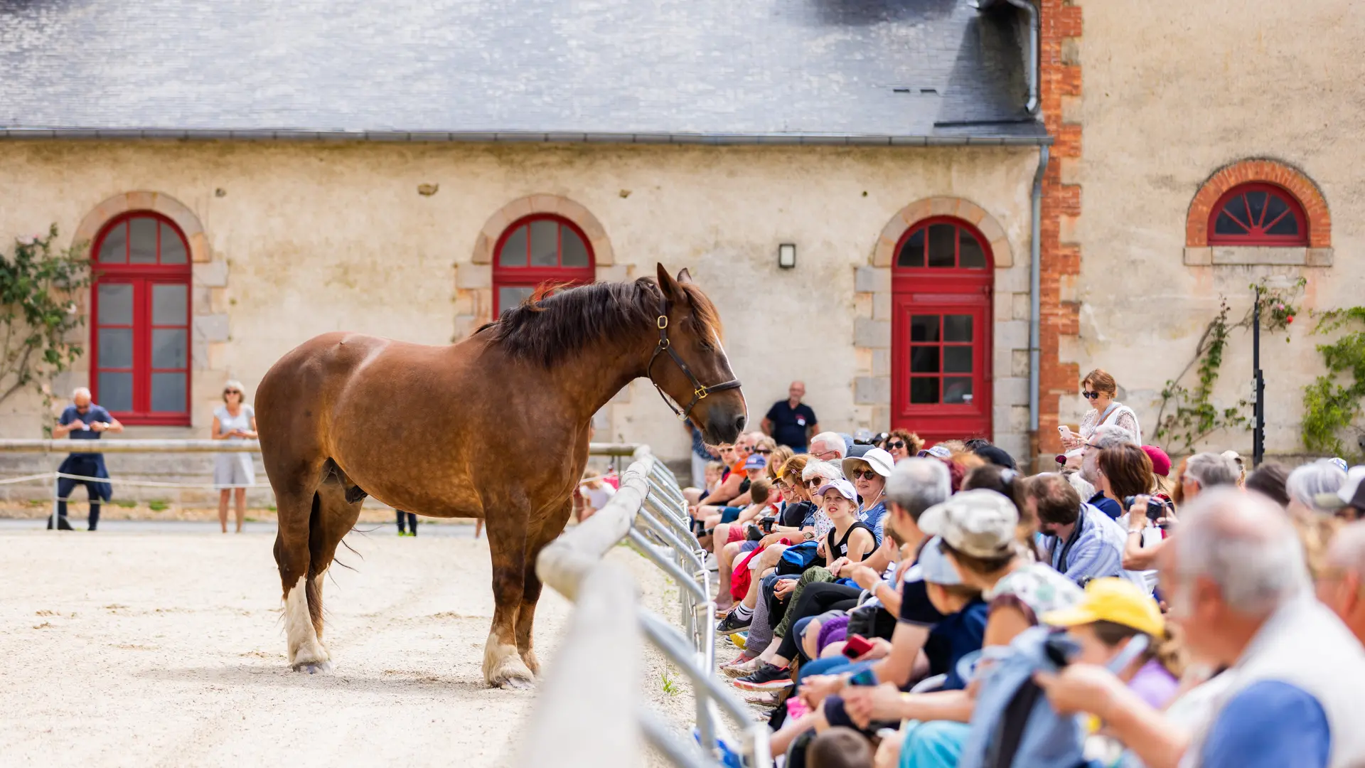 Reportage_Haras_Hennebont_QAPTUR_HD7