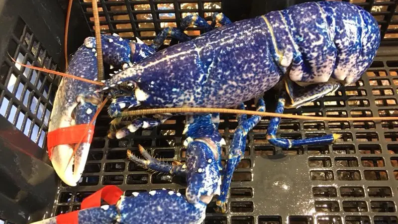 Restaurant - An Atoll - Guilvinec - Pays-Bigouden - Bigoudenjoy