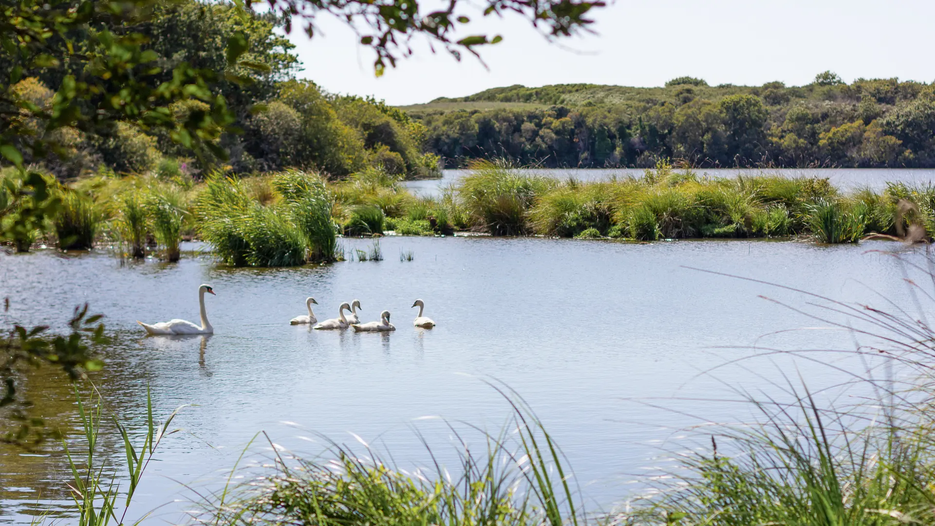 Etang de Trunvel - Treogat - Pays Bigouden