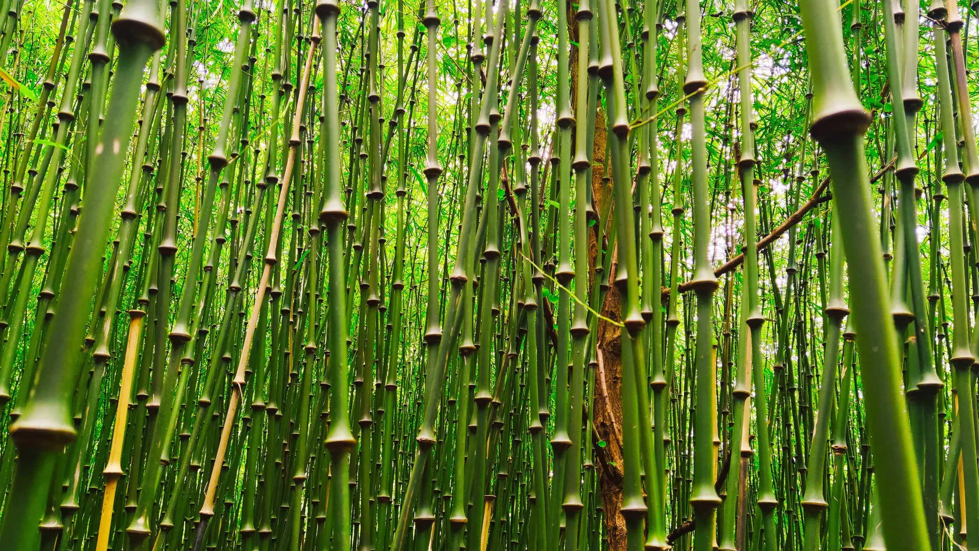 LA_VALLEE_DES_BAMBOUS_Plougonver