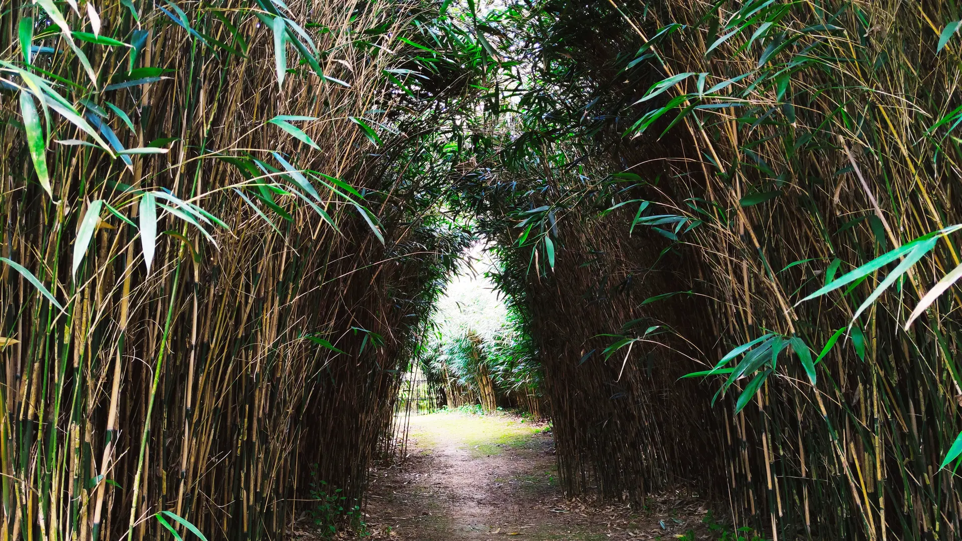 LA_VALLEE_DES_BAMBOUS_Plougonver